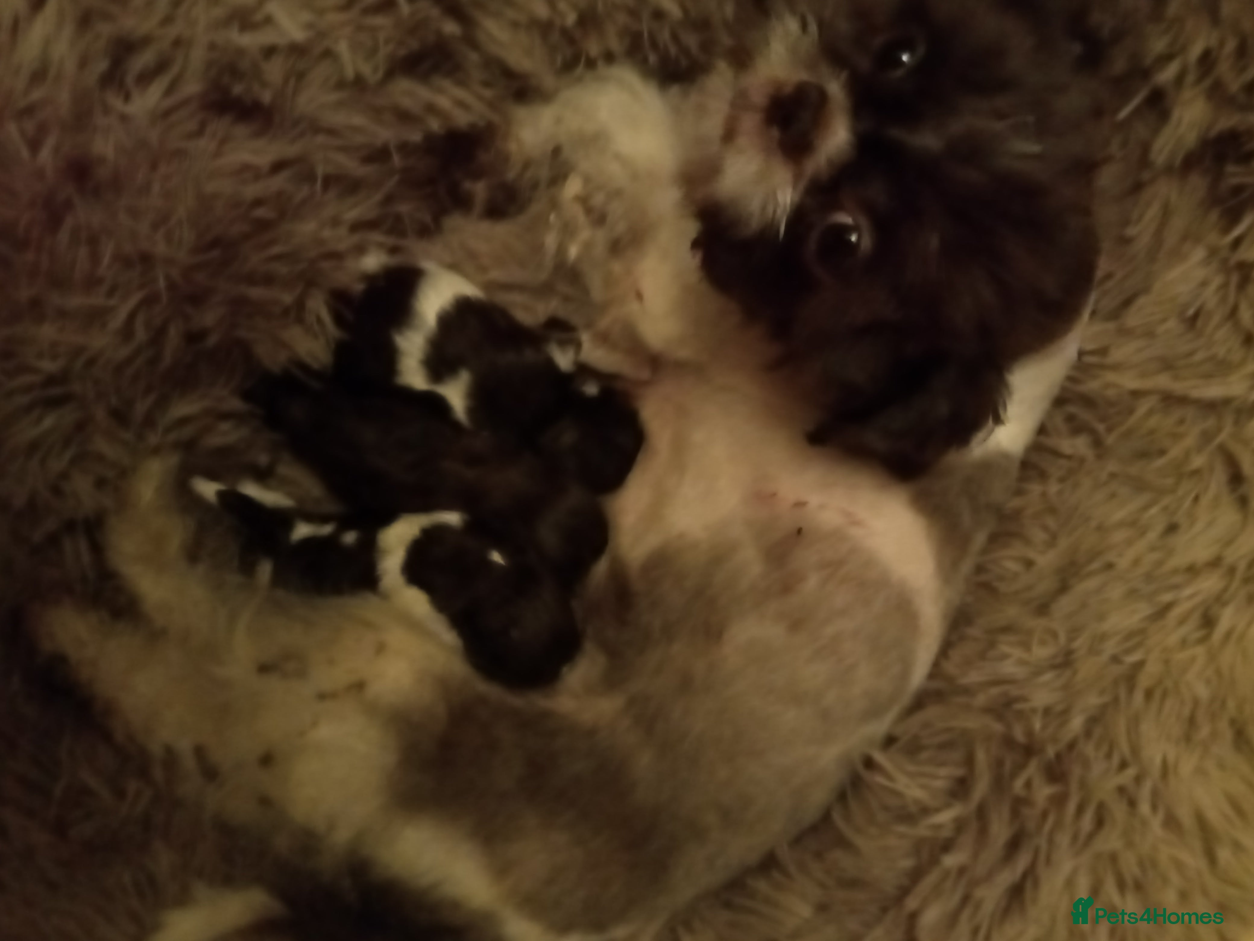 American Curl cats Beautiful Shih Tzu pups for sale - Advert 1