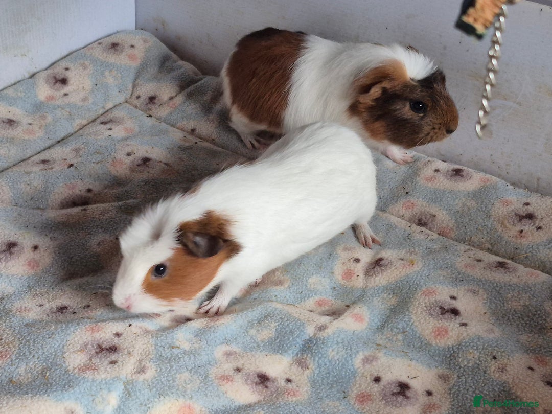Guinea Pig rodents for sale: 2 handsome boys looking for forever home - Image 3