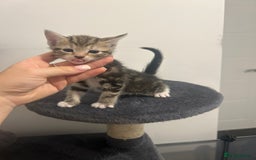 Bengal cats for sale: 7 bengal cross kittens  - Image 6