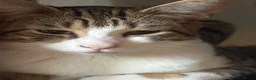 Mixed Breed cats for sale: Beautiful kittens ready now - Advert 2