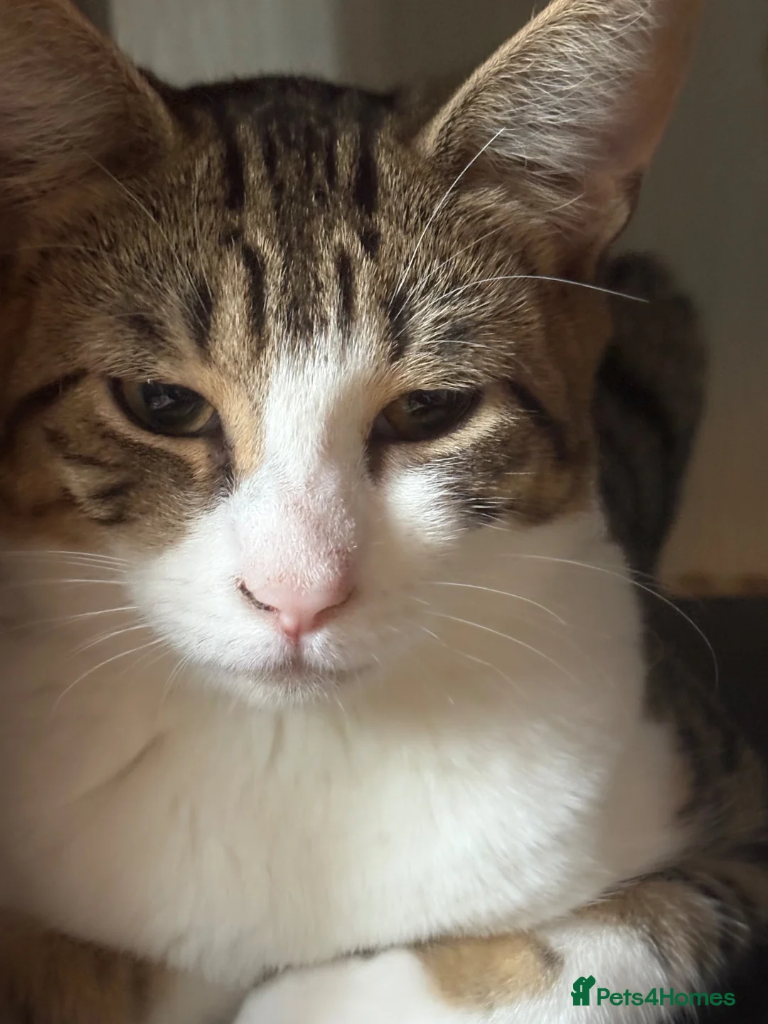 Mixed Breed cats for sale: Beautiful kittens ready now - Advert 2