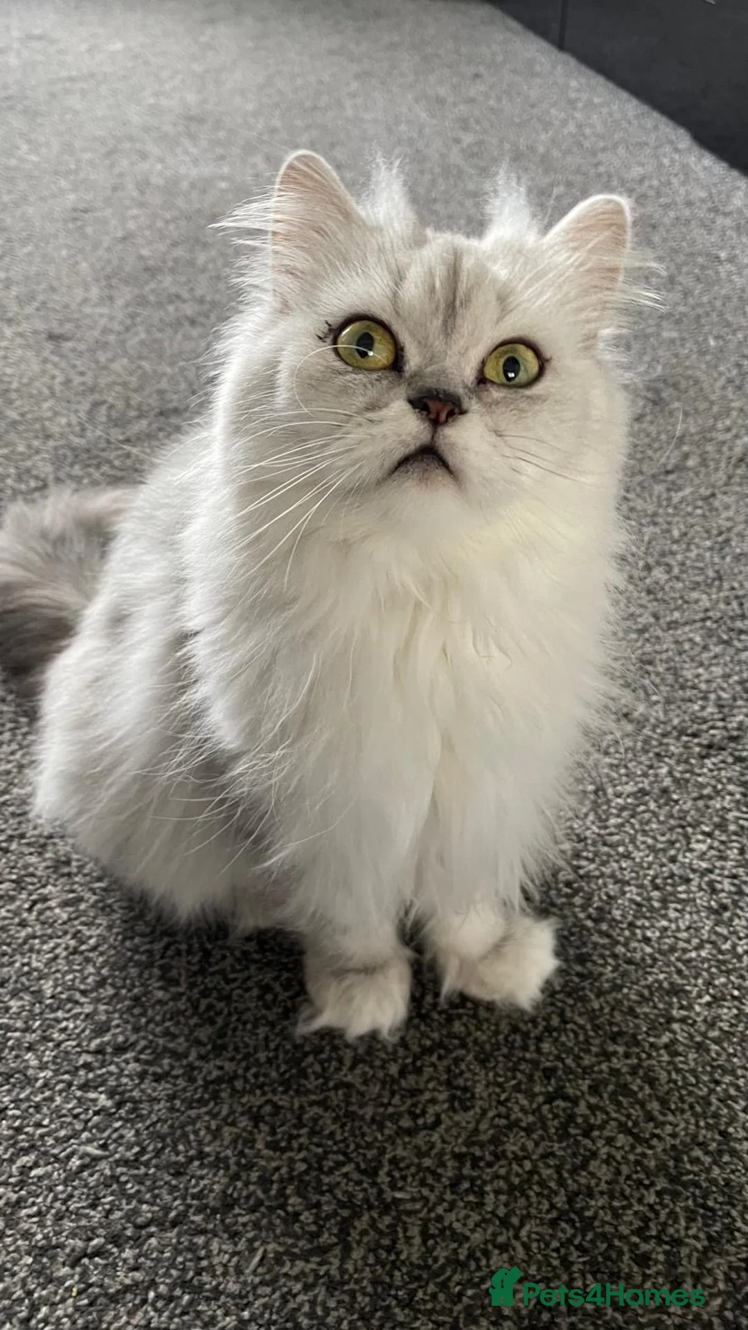 Persian cats for sale: Female - Advert 1