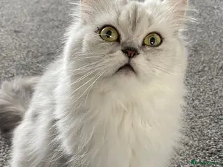 Persian cats Female - Advert 9