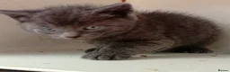 Mixed Breed cats for sale: For sale kittens  in Banbury - Advert 8