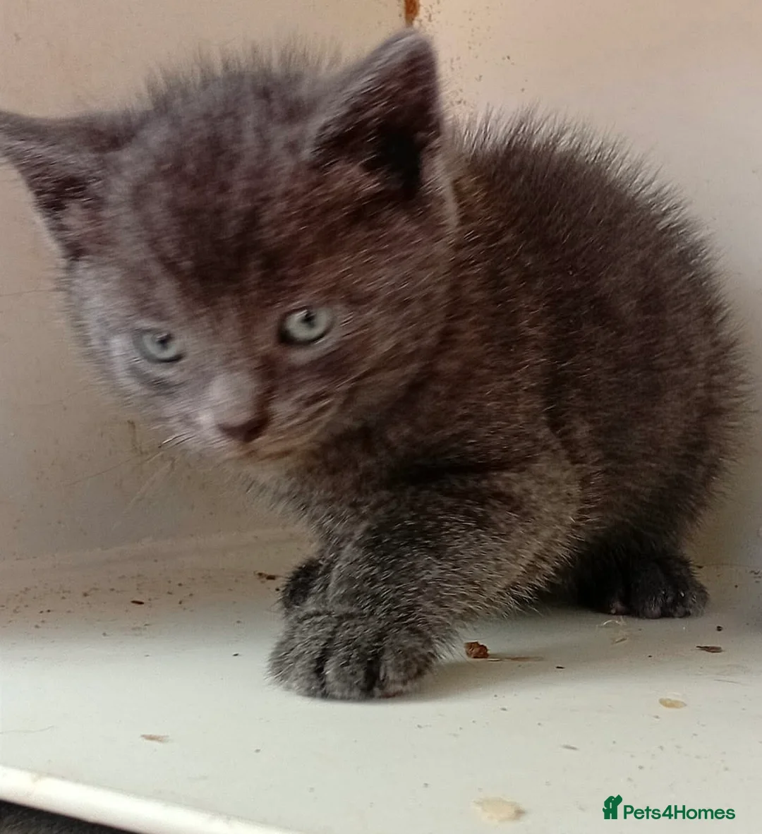 Mixed Breed cats for sale: For sale kittens  in Banbury - Advert 8