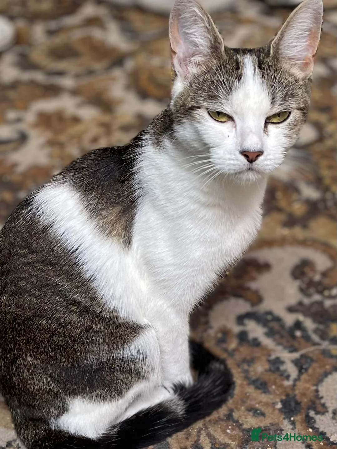 Mixed Breed cats for sale: Mom and baby boy - Advert 25