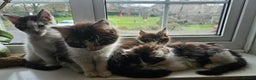 Maine Coon cats for sale: Beautiful Female Mixed Maine Coon kittens - Advert 23