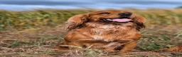 Cocker Spaniel dogs for sale: Beautiful working cocker spaniels - Advert 9