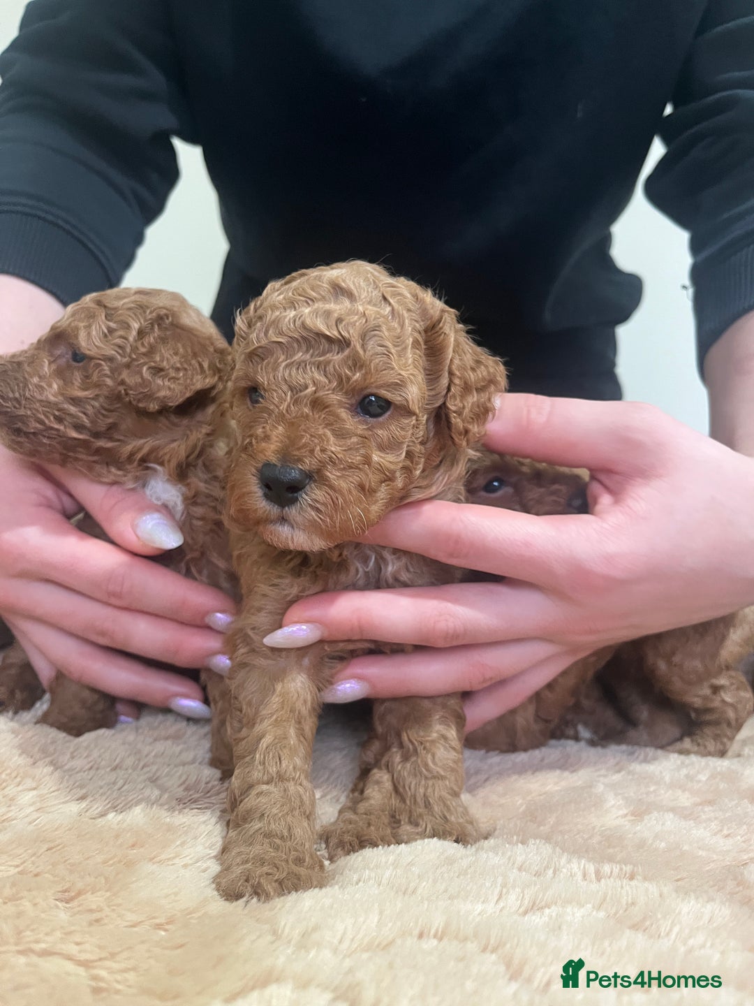 Toy Poodle dogs for sale: Pure toy poodle pups - Advert 9