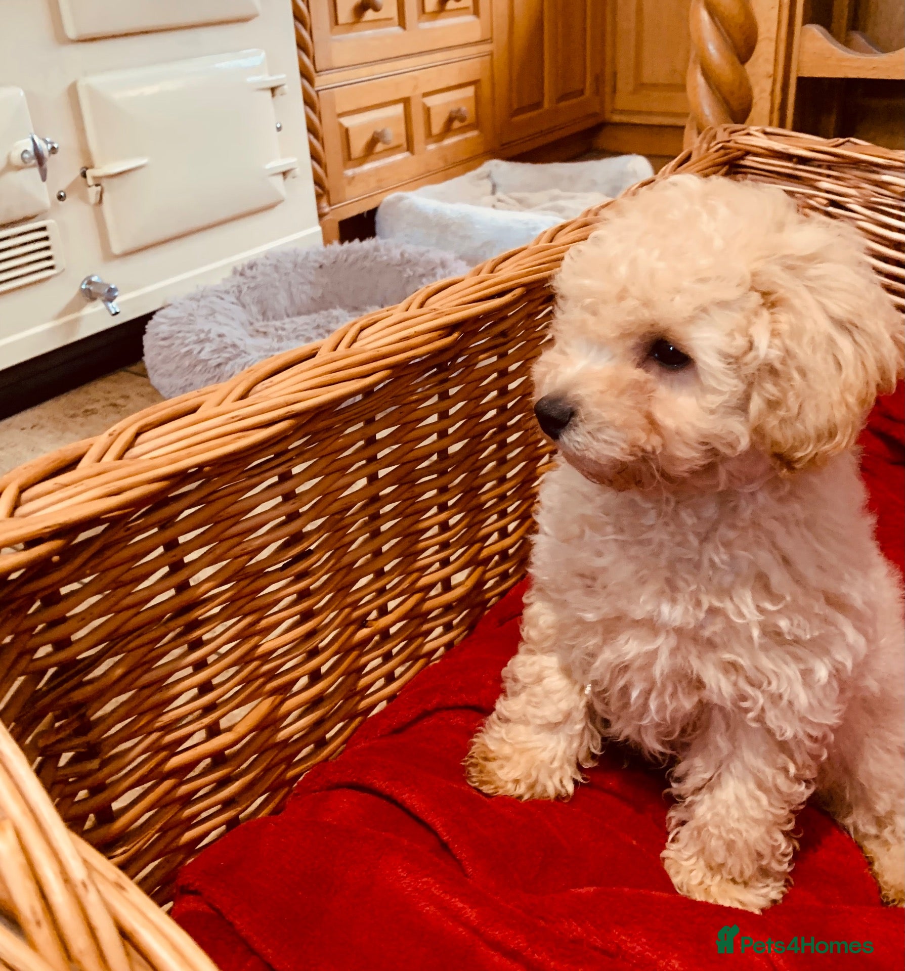 Poochon dogs Outstanding Poochon puppies  - Advert 1