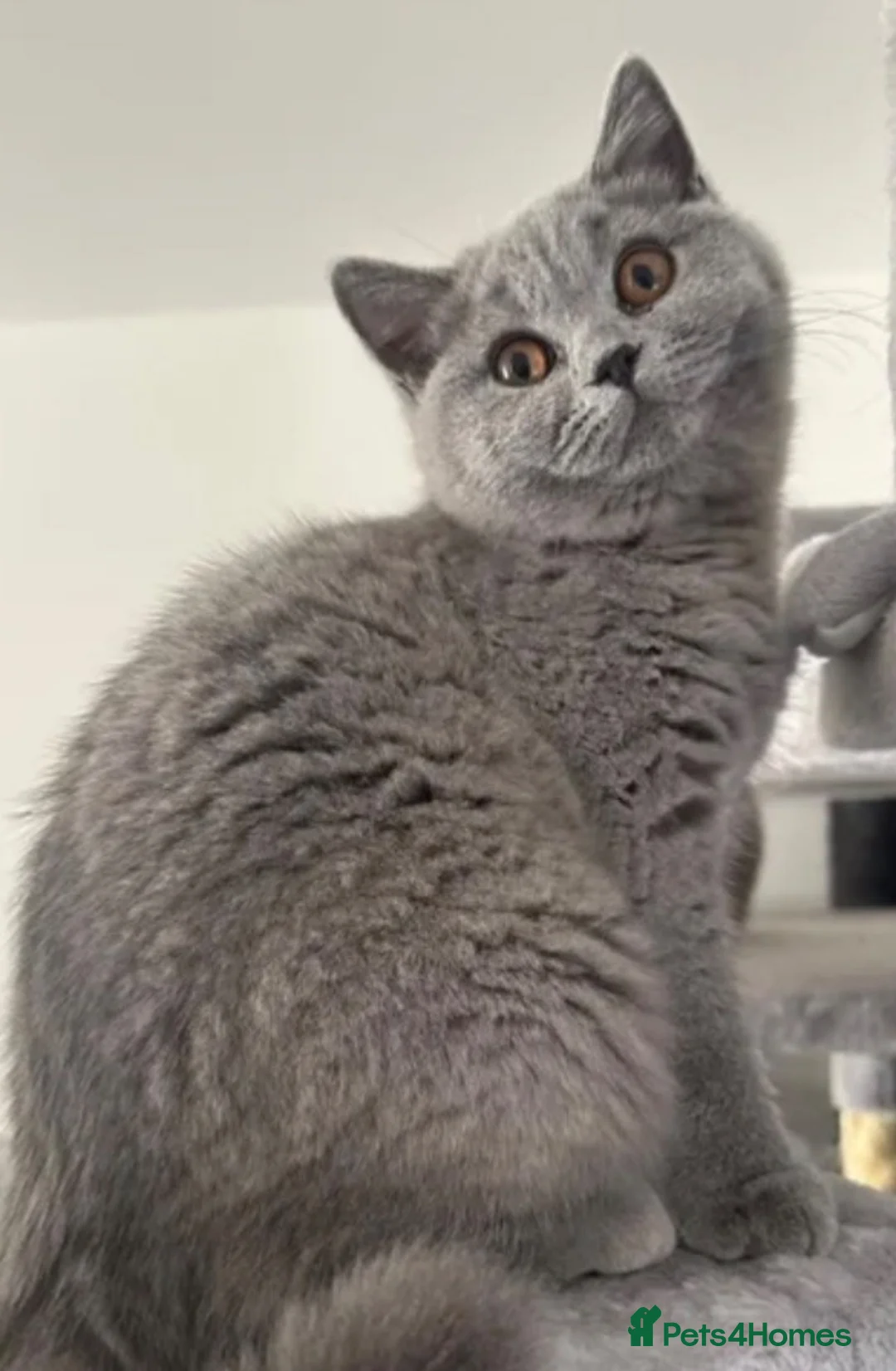 British Shorthair cats for sale: 2 British shorthair kittens  - Advert 2