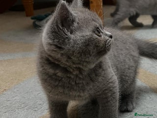 British Shorthair cats blue British shorthair kittens for sale - Advert 1