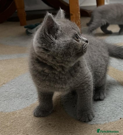 British Shorthair cats blue British shorthair kittens for sale - Advert 1