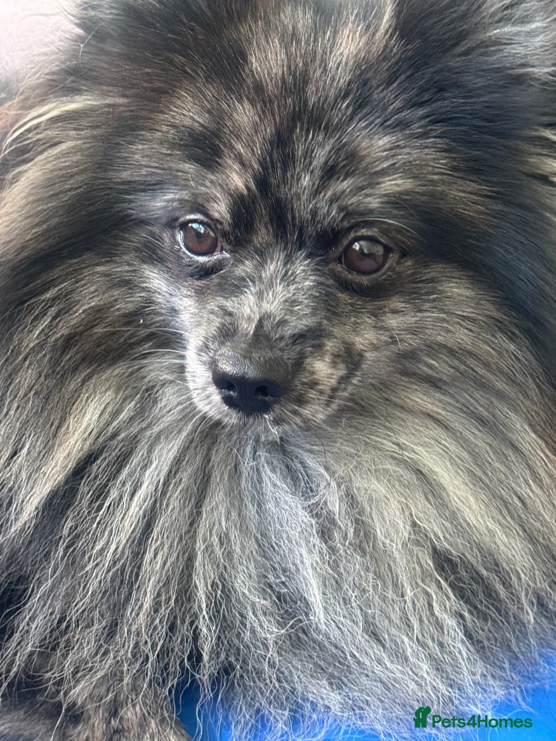 Pomeranian dogs for stud: High-Quality Wolf Sable Pomeranian Stud| Abu Dhabi - Advert 5