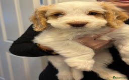 Cockapoo dogs for sale: Stunning cockerspaniel puppies - Image 16