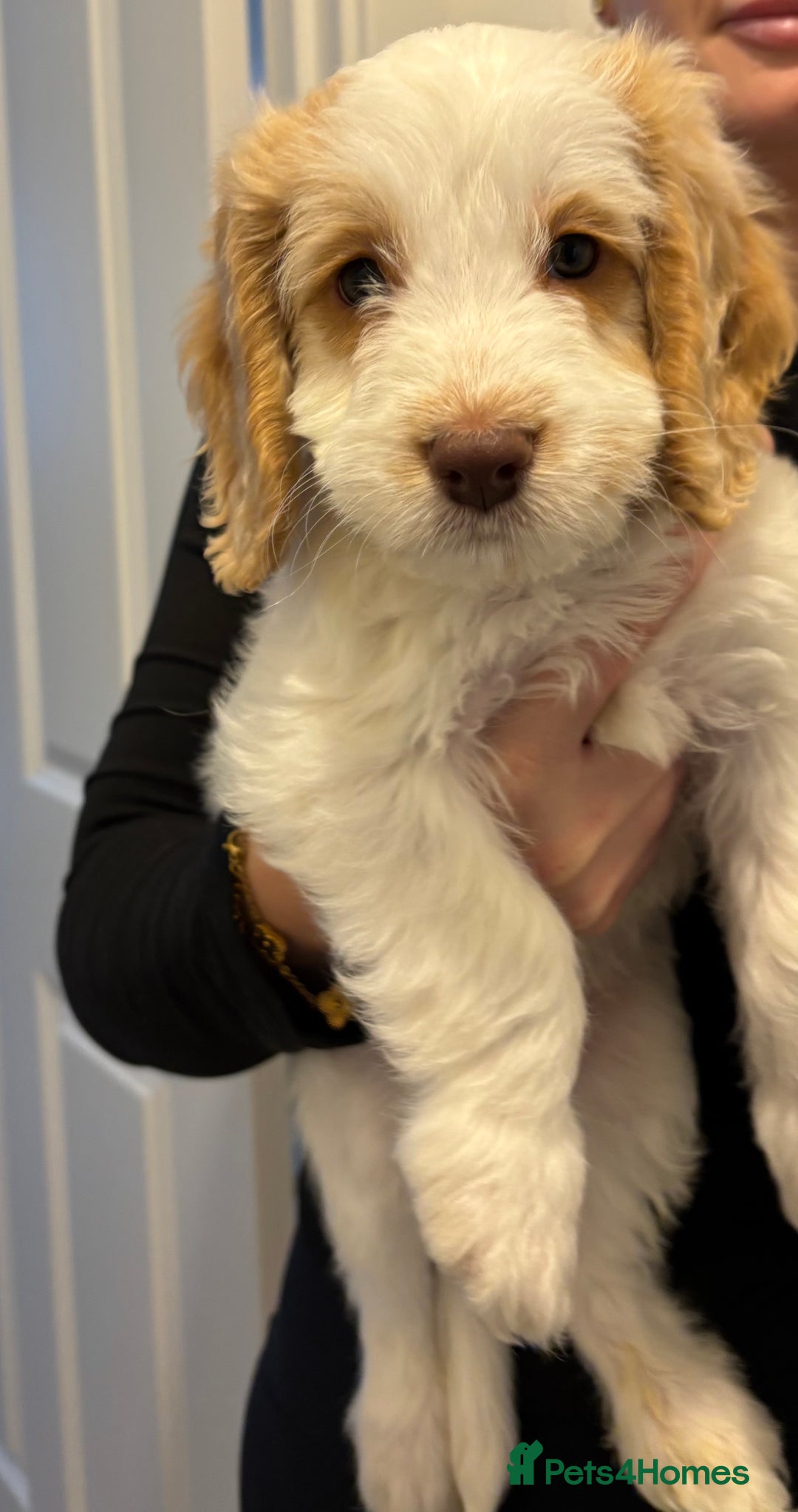 Cockapoo dogs for sale: Stunning cockerspaniel puppies - Image 16