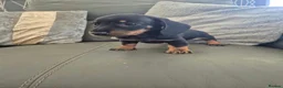 Miniature Dachshund dogs for sale: Dachshund pups - ready next week - Advert 12