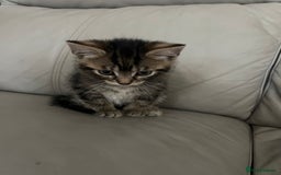 Mixed Breed cats for sale: 4 beautiful kittens - Image 6