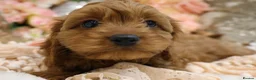 Cavapoo dogs for sale: *HEALTH TESTED* Cavapoo Puppies - Advert 7