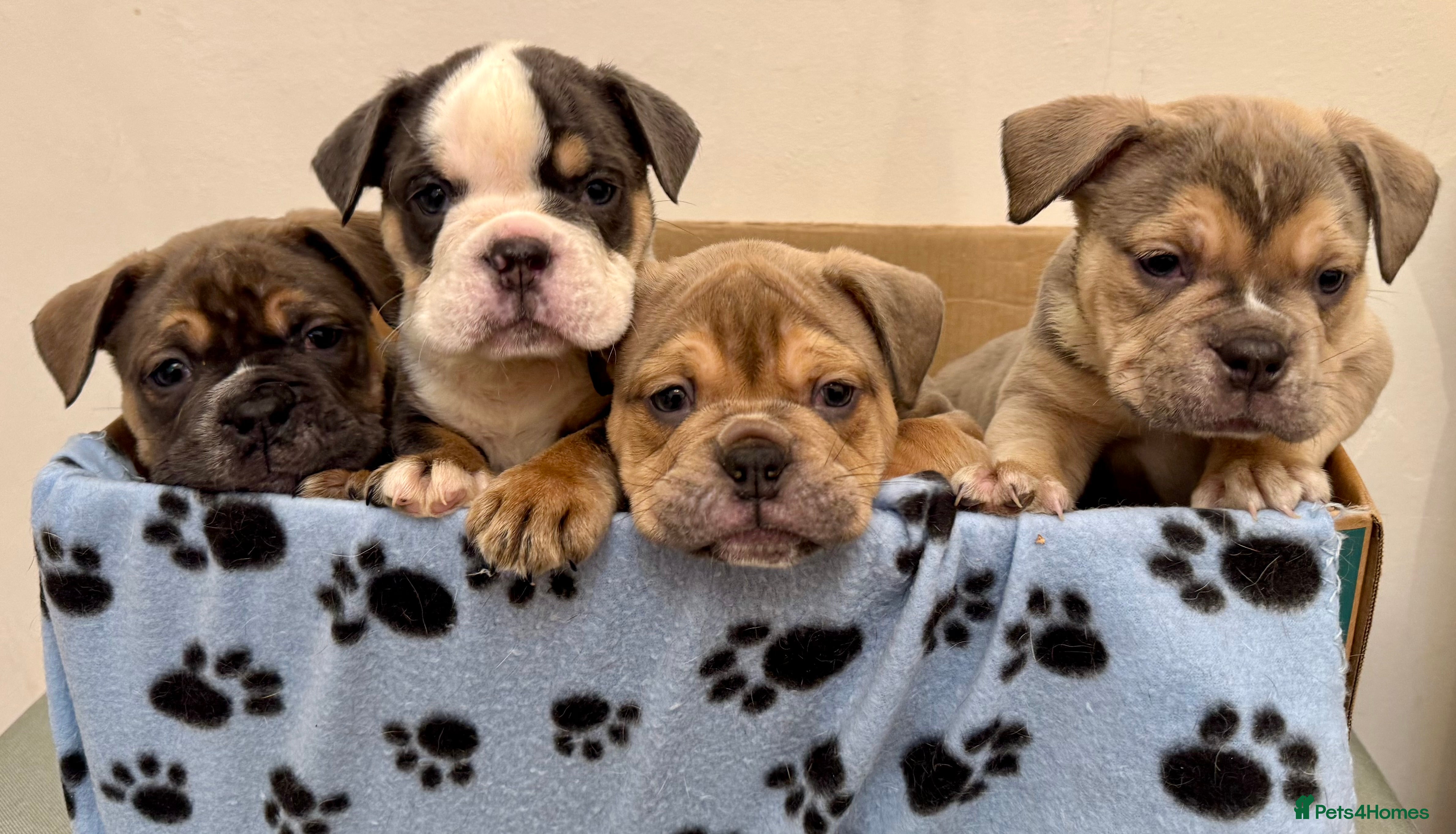 Olde English Bulldogge dogs Stunning Olde English Bulldog puppies - Advert 1