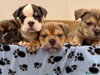 Olde English Bulldogge dogs Stunning Olde English Bulldog puppies - Advert 1
