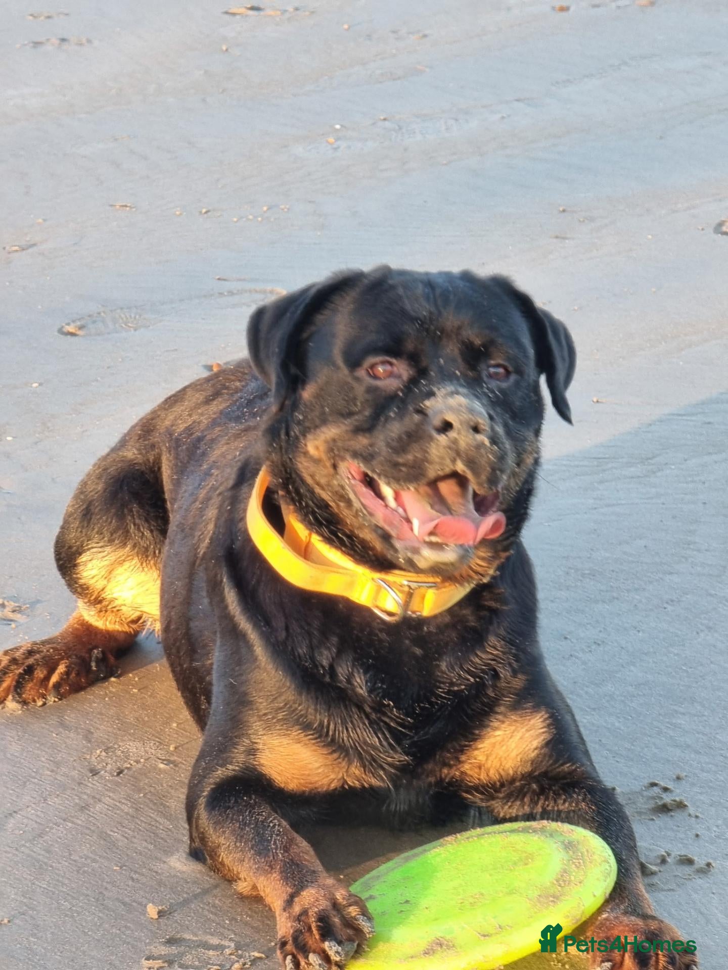 Rottweiler dogs Loving & Friendly 22-Month-Old Rottweiler Barney - Advert 6