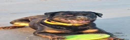 Rottweiler dogs for sale: Loving & Friendly 22-Month-Old Rottweiler Barney in Bexhill-on-Sea - Advert 1