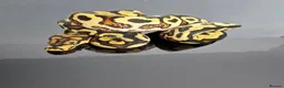 Python Snake reptiles for sale: Regius pythons/ ball pythos - Advert 8