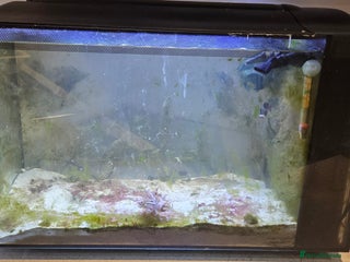Other/Mixed Breed fish for sale - Advert 1