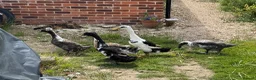 Ducks poultry for sale: Four adult Indian Runner hybrids - Advert 1
