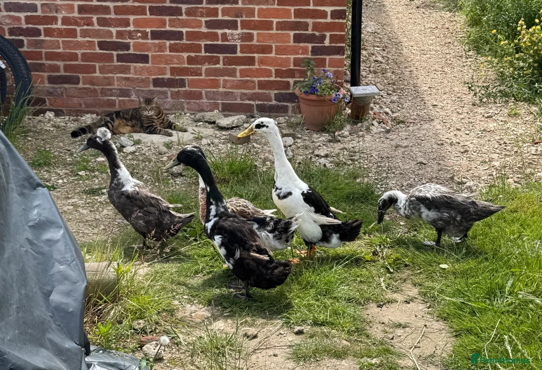 Ducks poultry for sale: Four adult Indian Runner hybrids - Advert 1