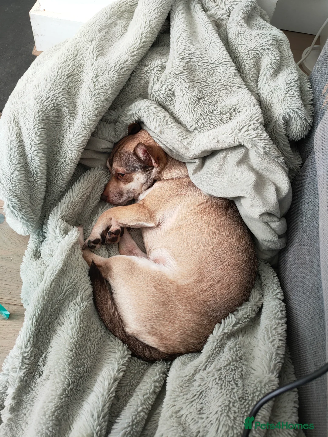 Chihuahua dogs for adoption: Looking for a new home where I'm the only dog  - Advert 3