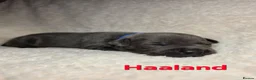 Staffordshire Bull Terrier dogs for sale: BLUE STAFFY PUPPIES ⭐️ WORLD CUP LITTER ⚽️ - Advert 12