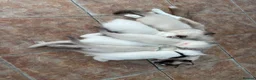 Ragdoll cats for sale: Queen Ragdoll for sale - Advert 1