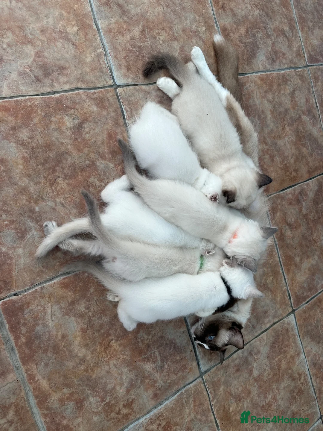 Ragdoll cats for sale: Queen Ragdoll for sale - Advert 1