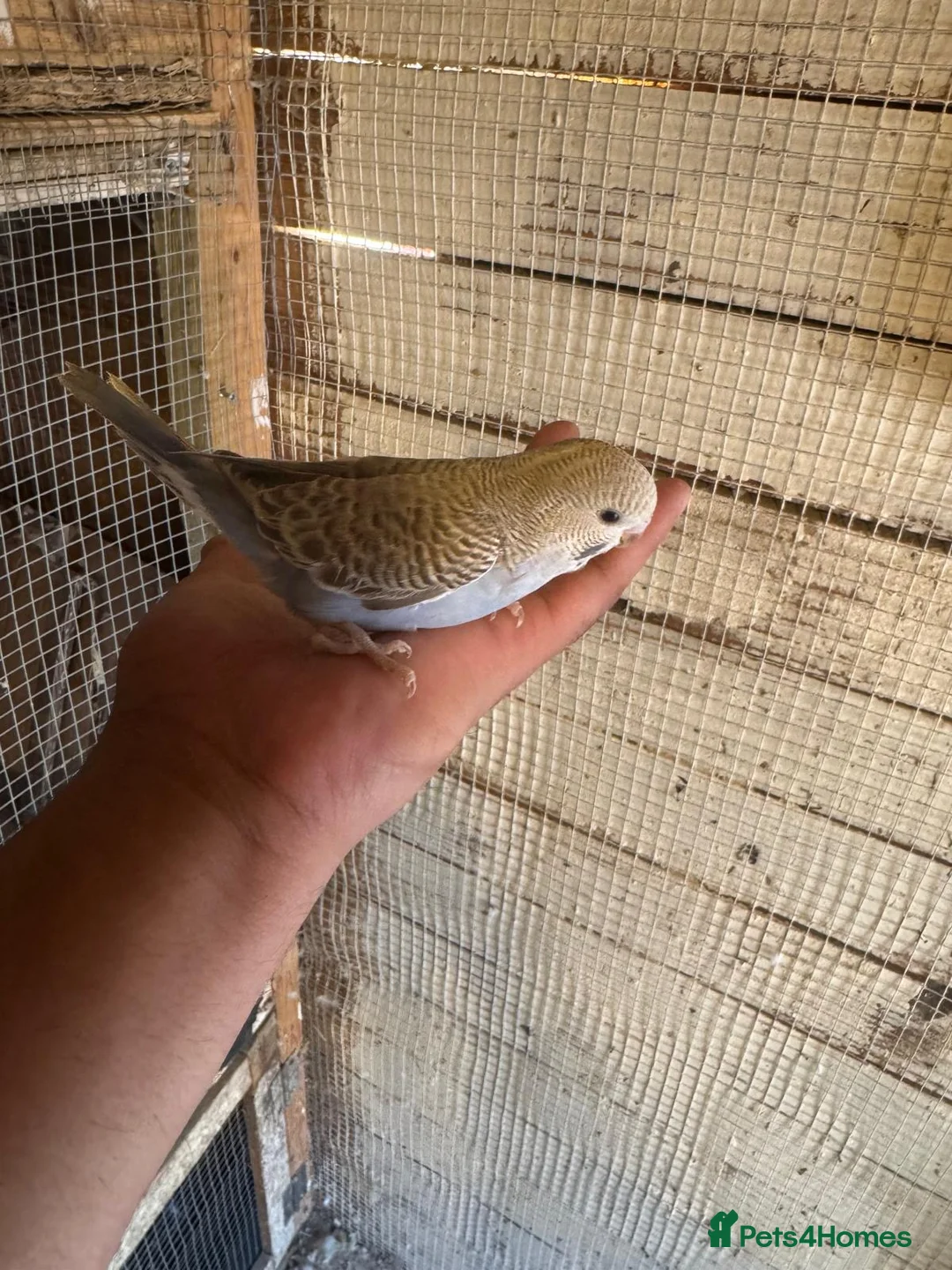 Budgerigars birds for sale: Budgies for sale £40 each collection mk404nn - Advert 10