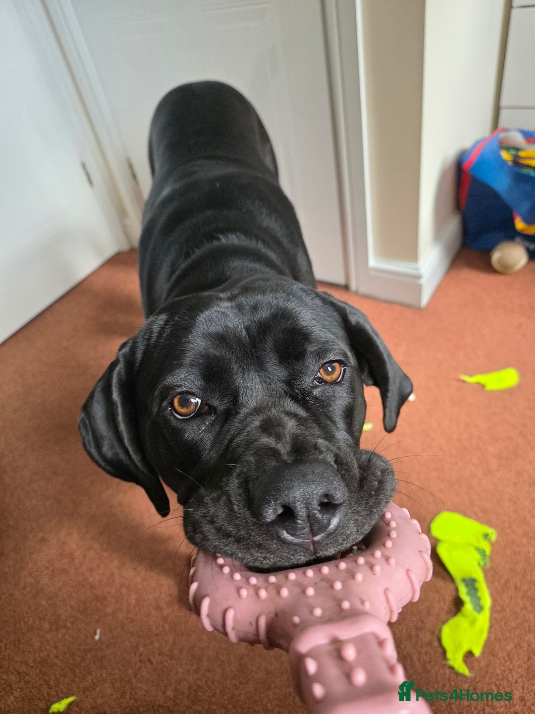 Cane Corso dogs for sale: Female Cane Corso, 16 months old - Image 1
