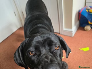 Cane Corso dogs - Advert 29