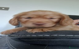 Cocker Spaniel dogs for sale: 3Beautiful show type cocker spaniels 💕♥️ 💙💕 - Image 12