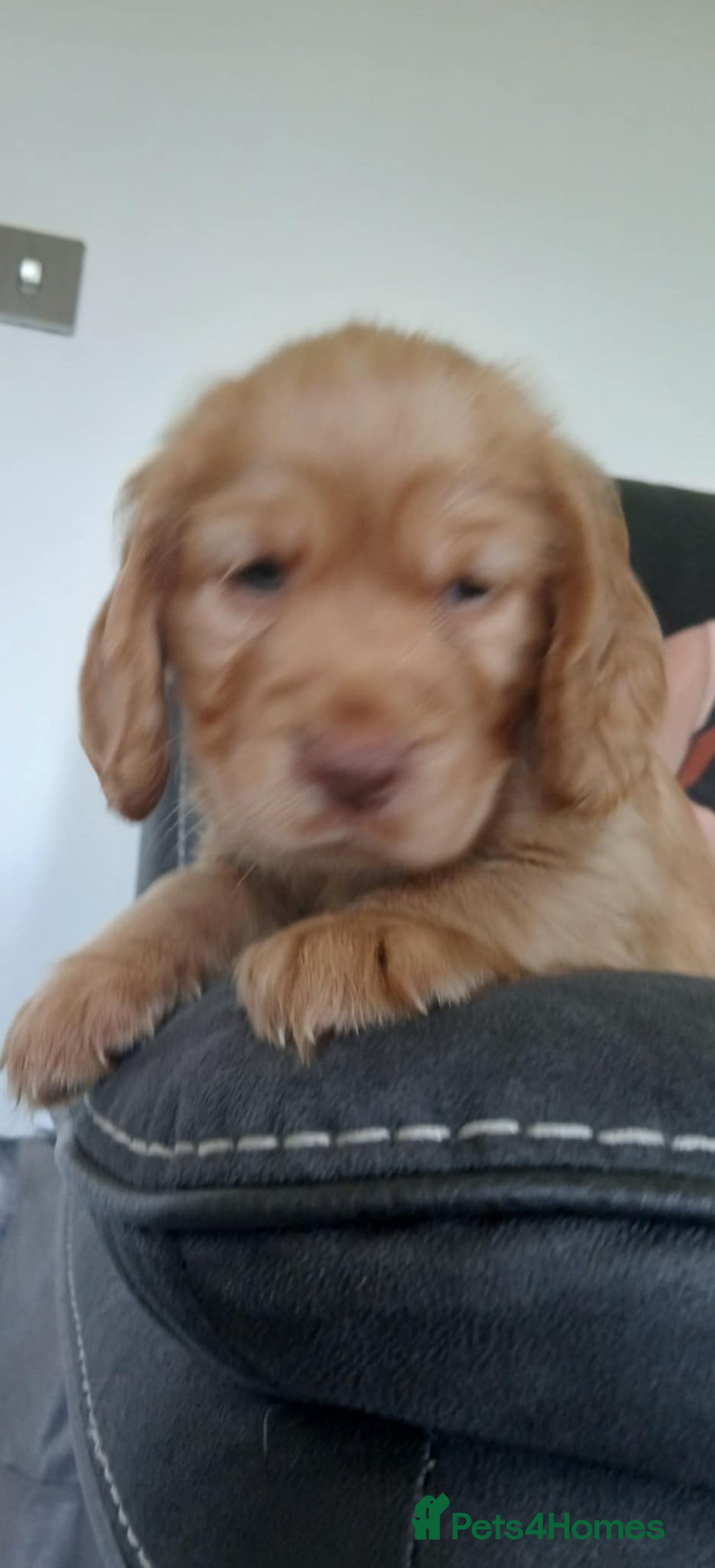 Cocker Spaniel dogs for sale: 3Beautiful show type cocker spaniels 💕♥️ 💙💕 - Image 12