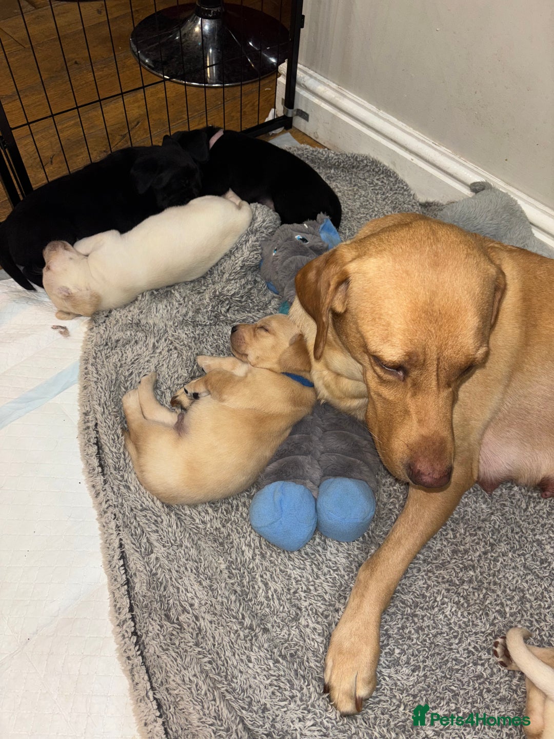 Labrador Retriever dogs for sale: 4 golden male Labrador puppies for sale  - Advert 3