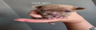 Chihuahua 4