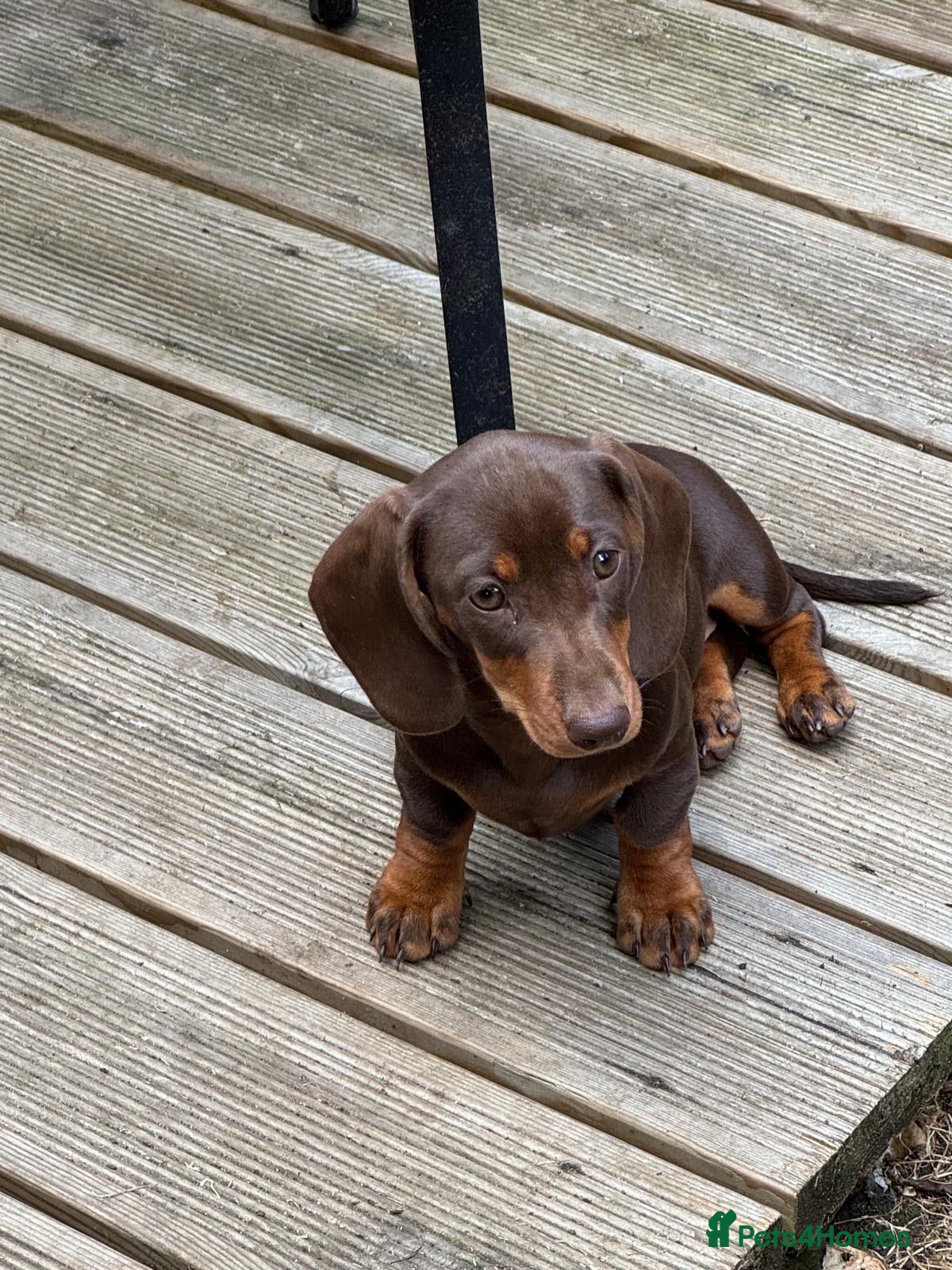 Dachshund dogs  LAST 4 Unique Dachshund Miniature KC Pups - Advert 2