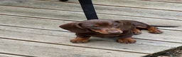Dachshund dogs for sale:  LAST 3 Unique Dachshund Miniature KC Pups - Advert 2