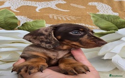Dachshund dogs for sale: READY NOW LAST PUPPY  miniature dachshund puppies in Ilminster - Image 7