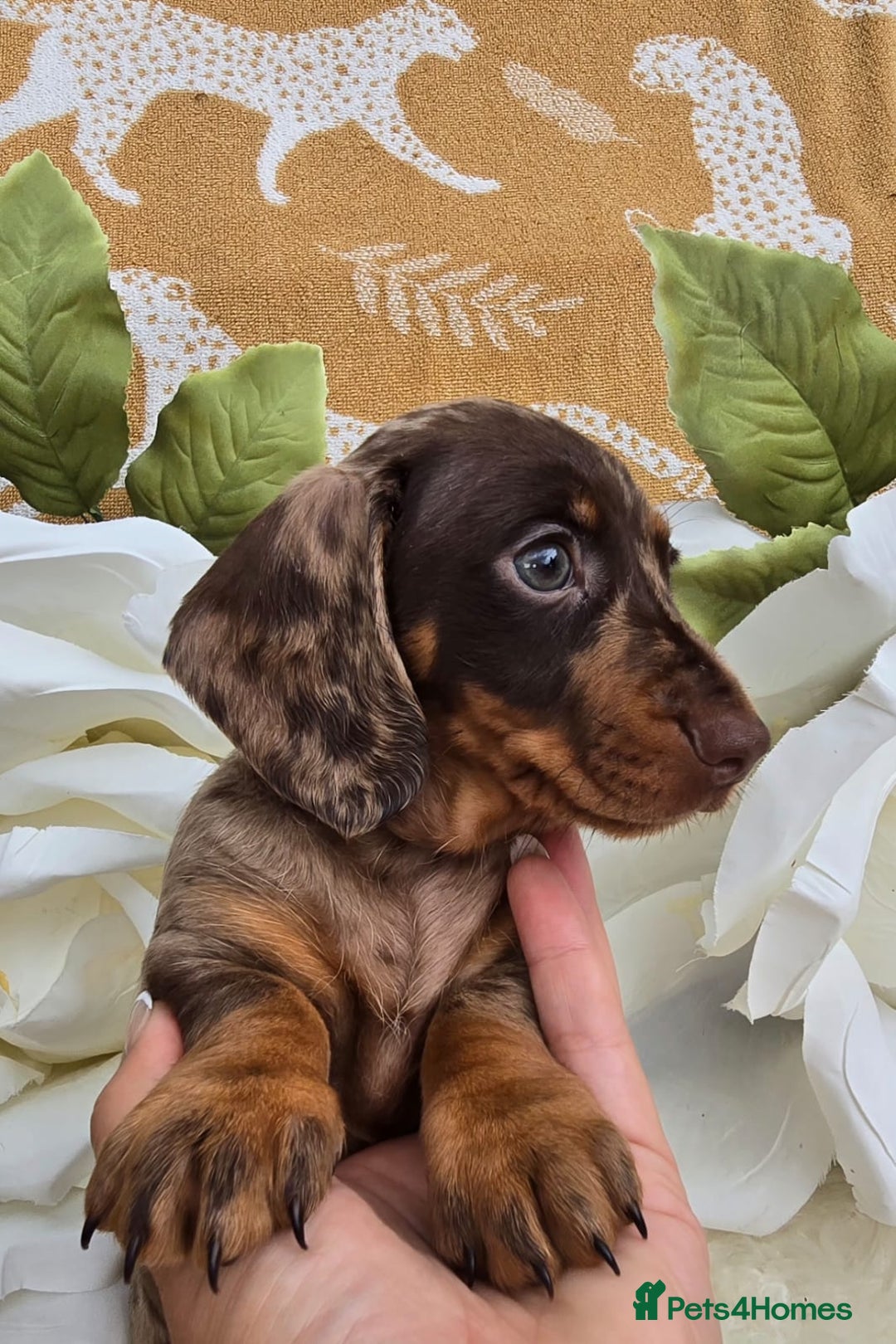 Dachshund dogs for sale: READY NOW LAST PUPPY  miniature dachshund puppies in Ilminster - Image 7