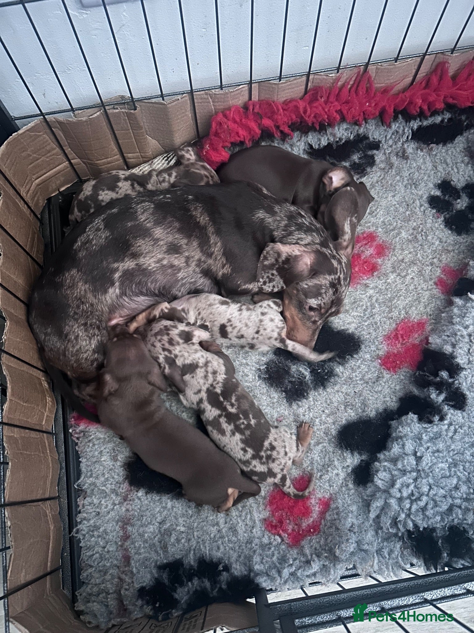 Miniature Dachshund dogs 🐾 Beautiful Miniature Dachshund Puppies  - Advert 1