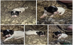 Papillon dogs for sale: Papillon puppies  - Image 3