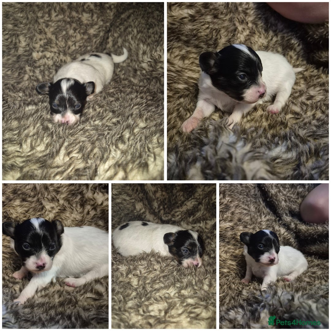 Papillon dogs for sale: Papillon puppies  - Image 3
