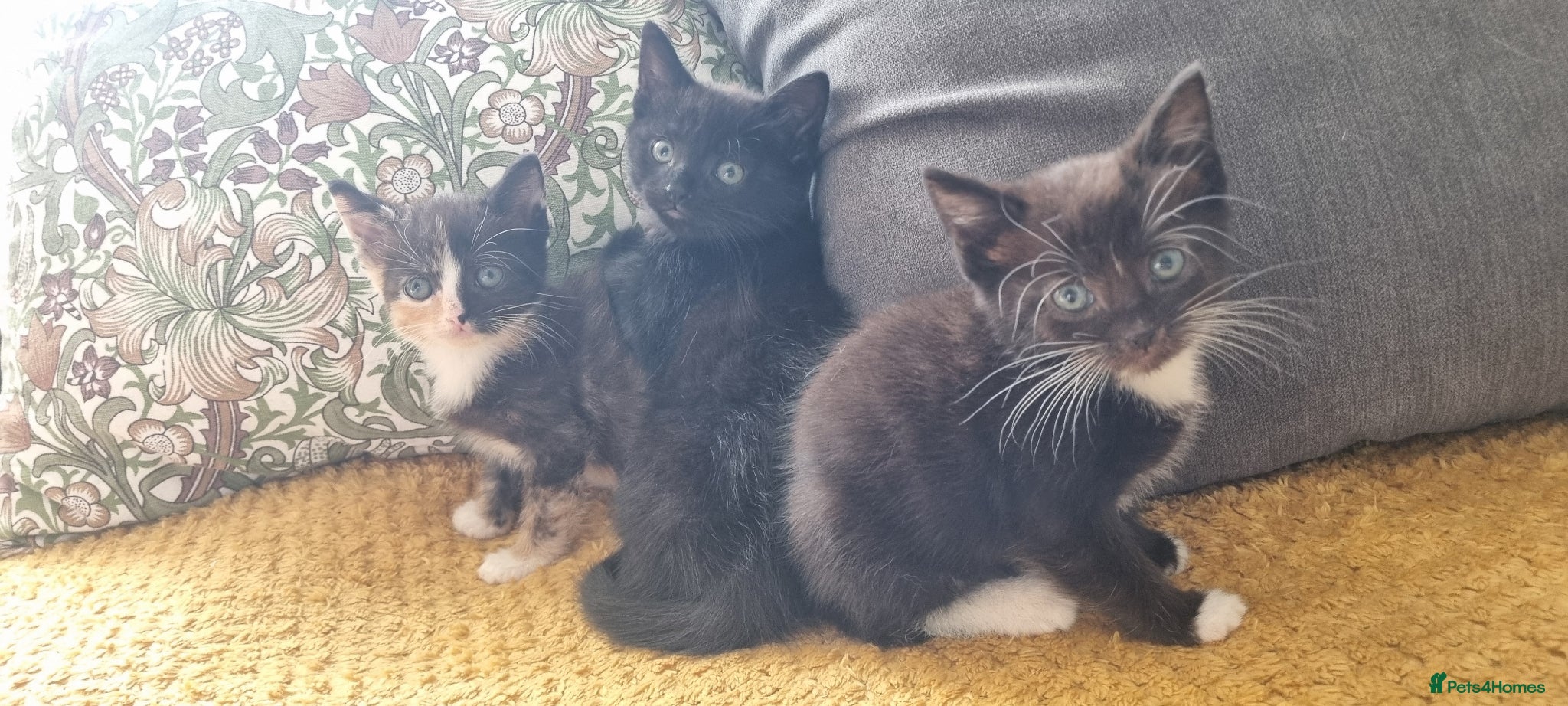 Mixed Breed cats Maine coon x kittens - Advert 3